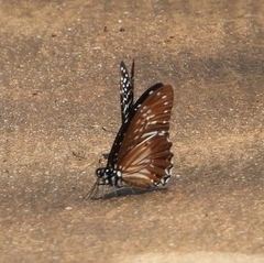 Graphium xenocles