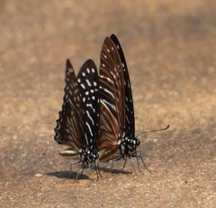 Graphium xenocles