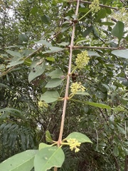 Pisonia aculeata