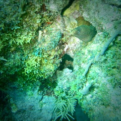 Gymnothorax miliaris