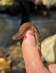 Desmognathus santeetlah