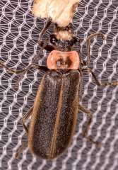 Podabrus brevicollis