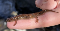 Desmognathus santeetlah