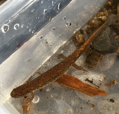 Desmognathus santeetlah