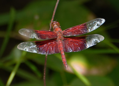 Camacinia gigantea