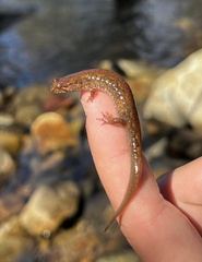 Desmognathus santeetlah