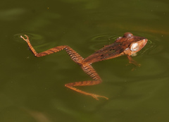 Polypedates otilophus