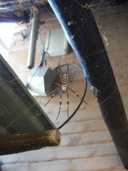 Trichonephila senegalensis