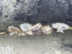 Crassostrea virginica