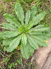 Lactuca virosa