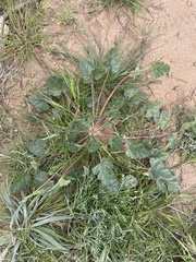 Erodium