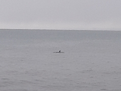 Tursiops truncatus ponticus