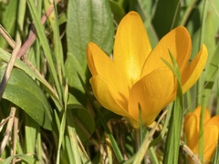 Crocus chrysanthus