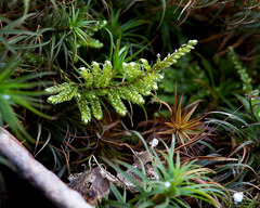Hypnum curvifolium