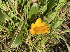 Crocus chrysanthus