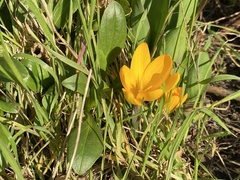 Crocus chrysanthus