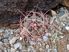 Ferocactus emoryi