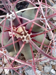 Ferocactus emoryi