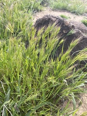 Bromus rubens