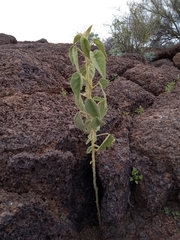Horsfordia newberryi