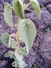 Horsfordia newberryi