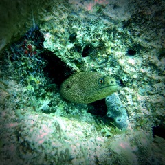 Gymnothorax miliaris