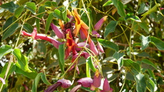 Dolichandra cynanchoides