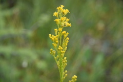 Solidago uliginosa
