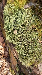 Anomodon viticulosus