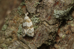 Aethes ringsi