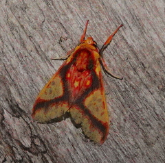 Symphlebia