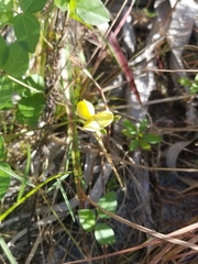 Vigna luteola