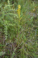 Solidago uliginosa