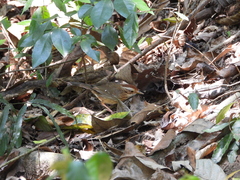 Pellorneum ruficeps
