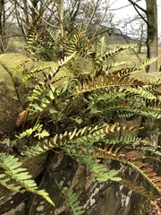 Polypodium vulgare