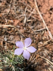 Ipomopsis longiflora