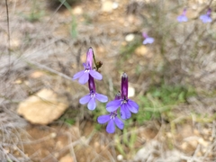 Lobelia tomentosa