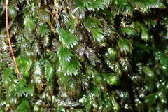 Fissidens serrulatus