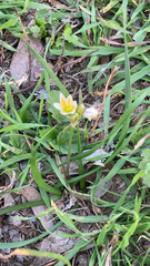Nothoscordum bivalve