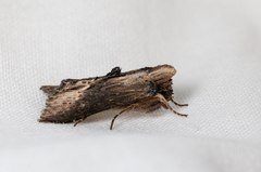 Calocucullia celsiae