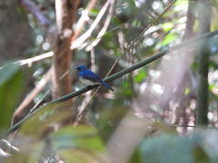 Cyornis hainanus