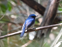 Cyornis hainanus