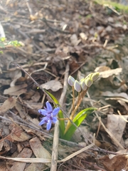 Scilla vindobonensis