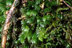 Fissidens serrulatus