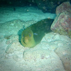 Gymnothorax funebris