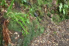 Fissidens serrulatus