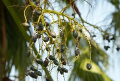 Livistona chinensis