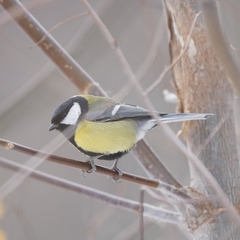 Parus major