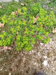 Euphorbia helioscopia