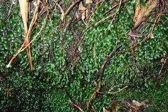 Fissidens serrulatus